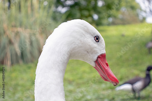 Close up of a white duck.