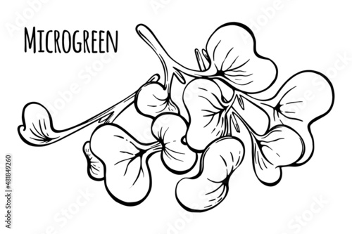 cut microgreen sprouts sketch vector white background