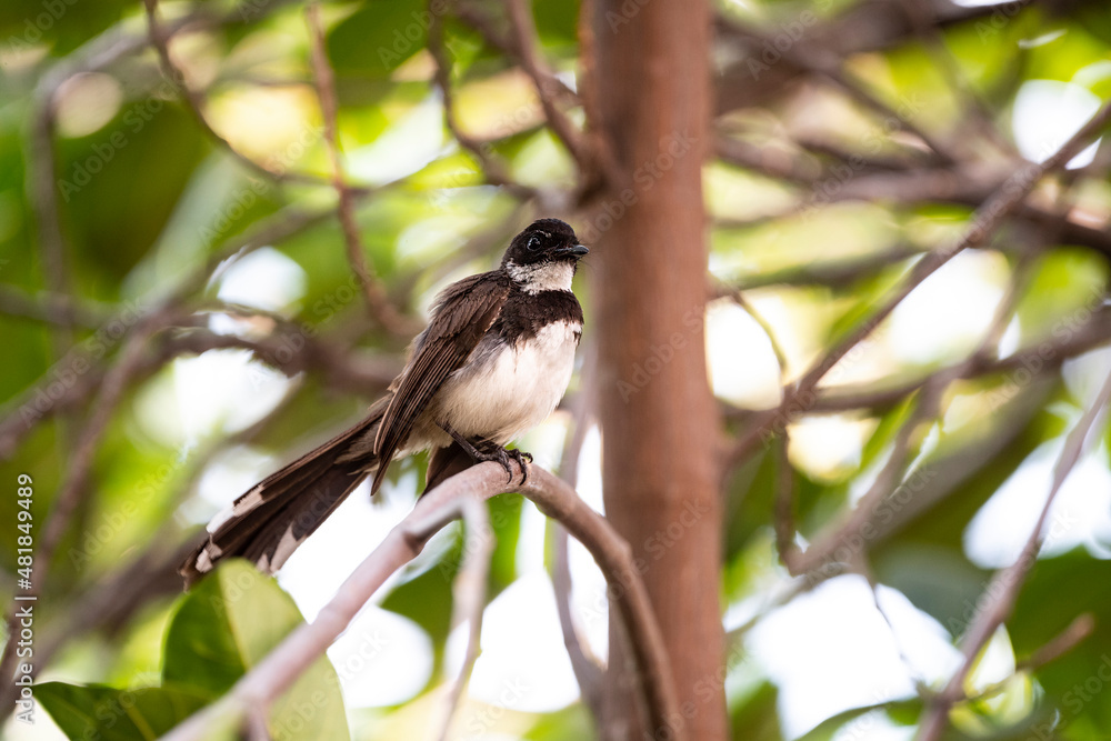 Fototapeta premium Sunda Pied Fantail