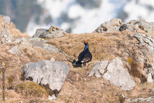 Birkhahn im Frühling