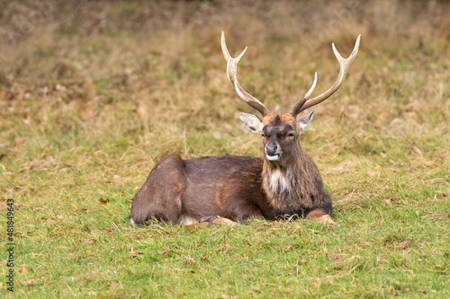 Sikahirsch