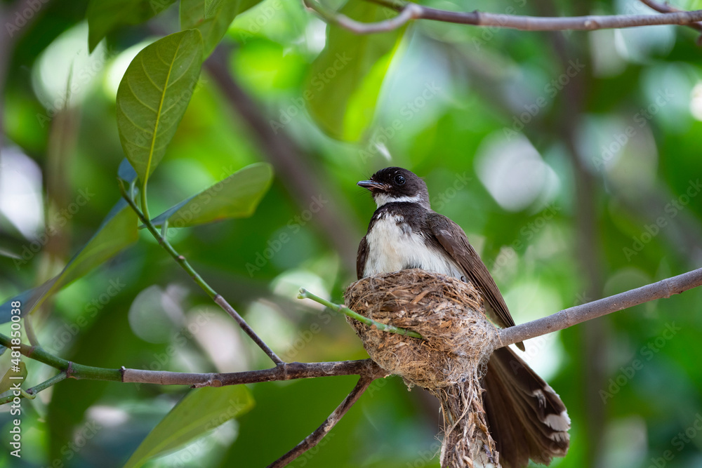 Naklejka premium Sunda Pied Fantail