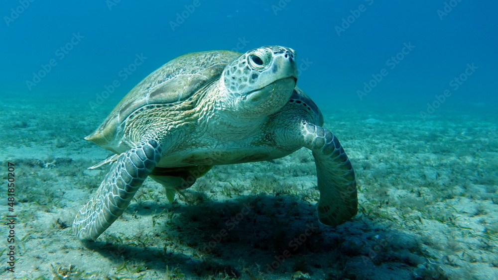 Fototapeta premium Big Green turtle on the reefs of the Red Sea.