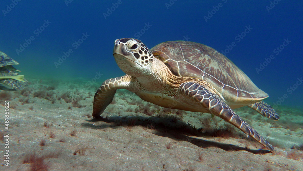 Obraz premium Big Green turtle on the reefs of the Red Sea.
