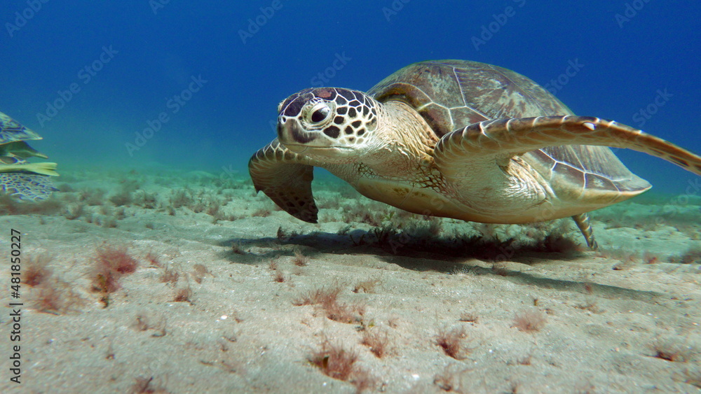 Obraz premium Big Green turtle on the reefs of the Red Sea.