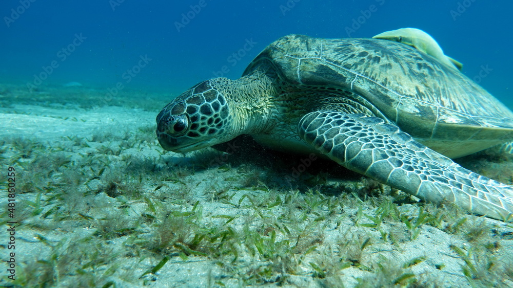 Fototapeta premium Big Green turtle on the reefs of the Red Sea.