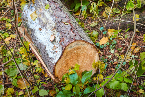 The structure of the trunk of natural pine during logging for woodworking. Wood with annual rings and cracks. Sawn tree in the forest in summer day