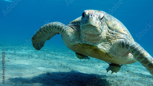 Big Green turtle on the reefs of the Red Sea.