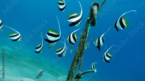 Butterfly fish. Schooling kabouba - Scholing bannerfish - Heniochus diphreutes (family Chaetodontidae) - grows up to 18 cm. Representatives of this genus of the bristle-toothed family have an elongate photo