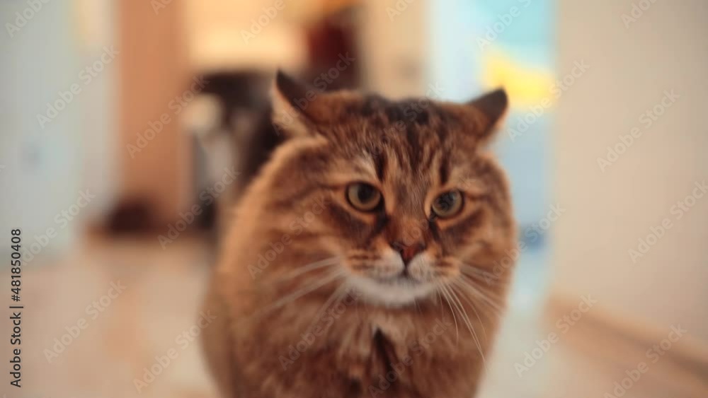 Portrait Cat With Stripes. Beautiful Tabby Cat Lying On Floor. Domestic Pets. Large Fluffy Cat Lies Beautifully On Floor In Interior Modern Apartment. Animal In House Portrait Cat With Stripes. Beautiful Tabby Cat Lying On Floor. Domestic Pets. Large Fluffy Cat Lies Beautifully On Floor In Interior Modern Apartment. Animal In House