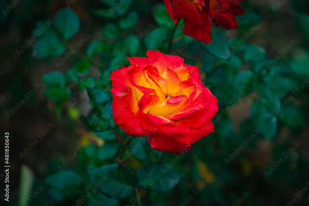 red and yellow roses for valentine day gift red and yellow roses for valentine day gift