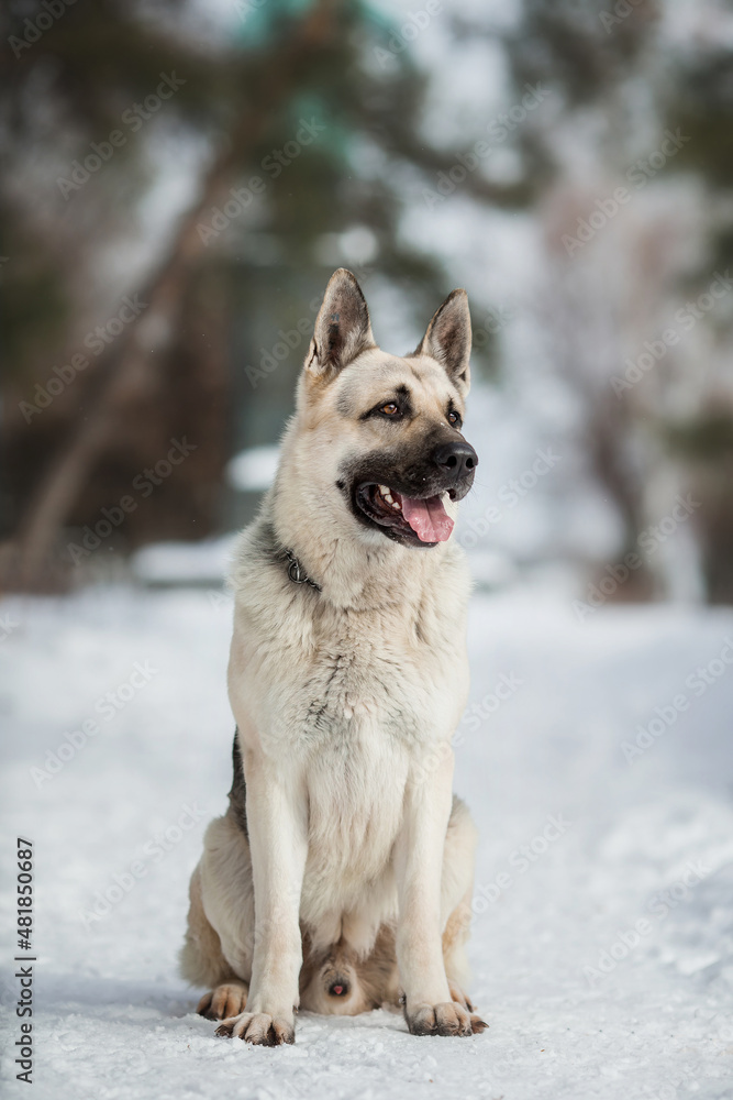 Naklejka premium East European Shepherd dog in winter