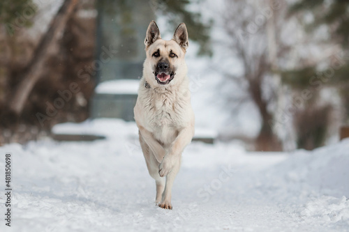 East European Shepherd dog in winter © Даша Швецова