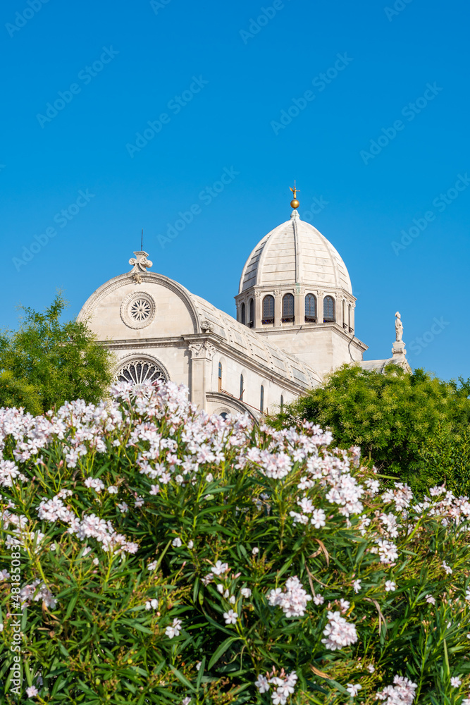 View of the St James cathedral at city of Sibenik, Croatia. Beautiful oleander bush in bloom in foreground. Summer weather, blue sky.