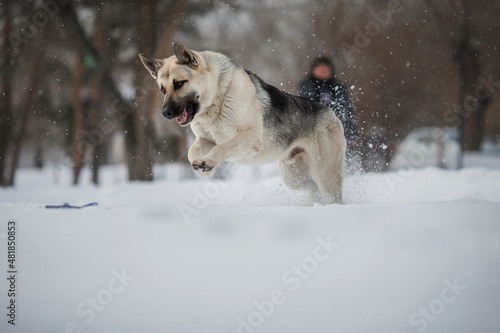 East European Shepherd dog in winter