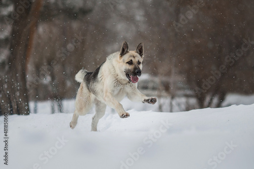 East European Shepherd dog in winter © Даша Швецова
