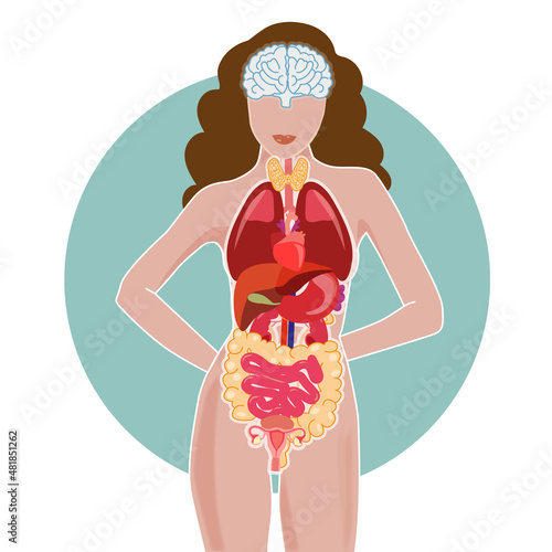 Organs internal body view of a woman body