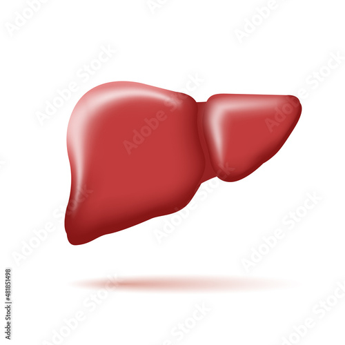 3d illustration of human liver, stylized graphic element