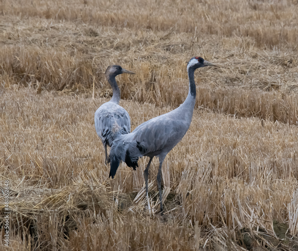Obraz premium Crane birds in Camargue, Winter