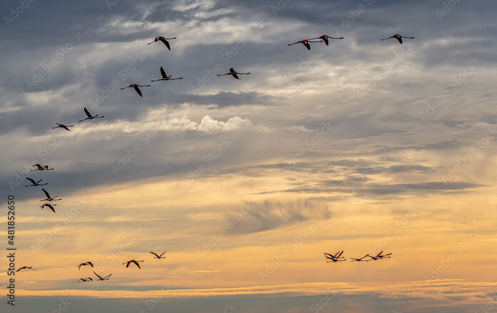 Flamingos in Flight, Camargue, France