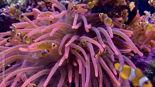 Clown anemone fish with anemone
