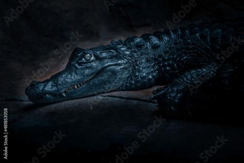 Leinwand Poster Portrait of a crocodile Dark and dramatic style image
