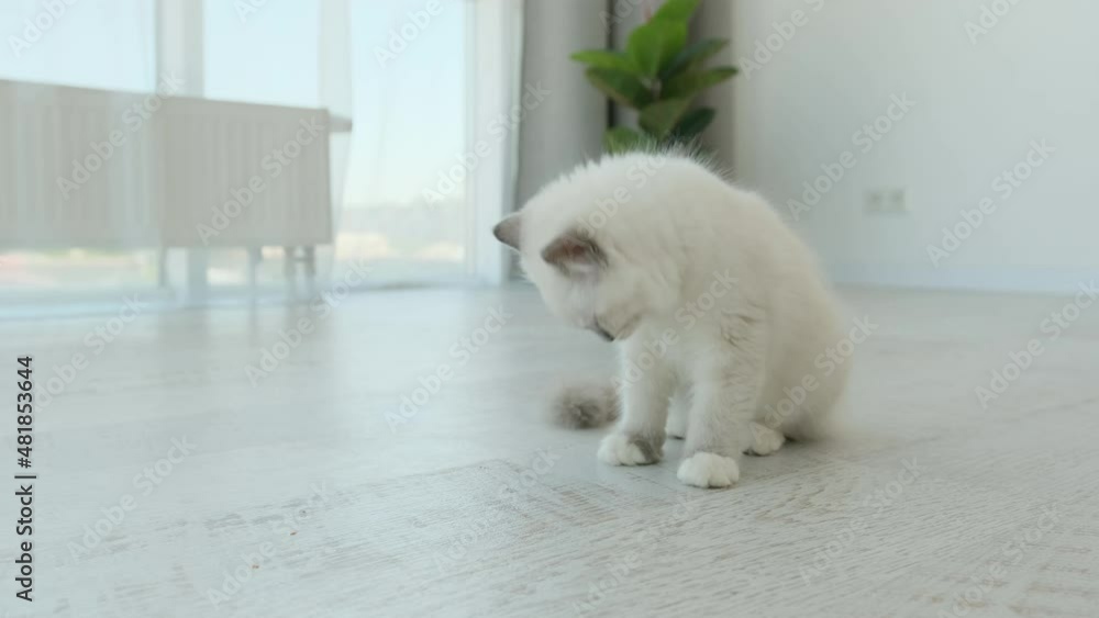 Cute ragdoll kitten cleaning itself with tonque and sitting on the floor in light room. Adorable kitty washing Cute ragdoll kitten cleaning itself with tonque and sitting on the floor in light room. Adorable kitty washing