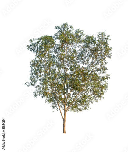 Earleaf acacia