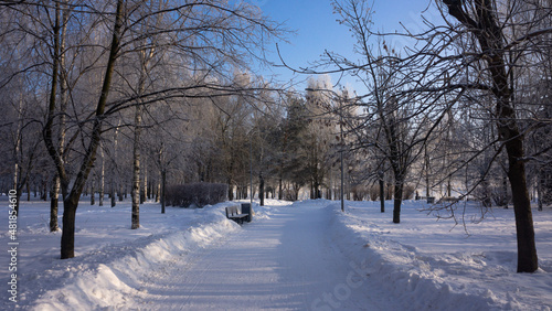 Sunny winter day in the park, trees covered by snow, bench and path