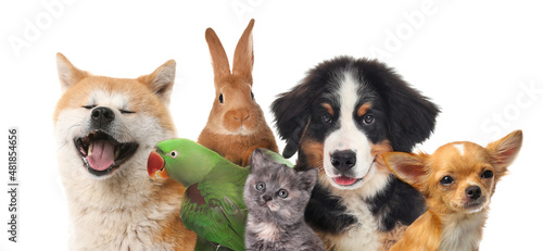 Group of cute pets on white background. Banner design photo