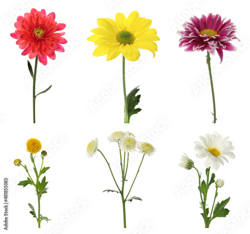 Set with different beautiful chrysanthemum flowers on white background