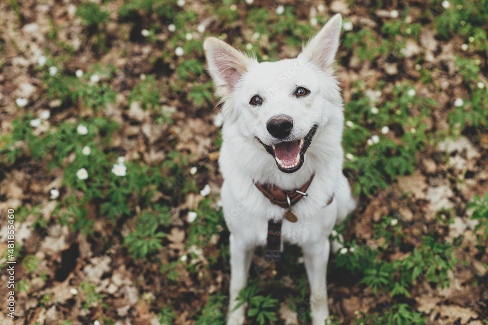 Adorable happy white dog sitting among beautiful blooming wood anemones in spring forest. Portrait of cute swiss shepherd young dog smiling in spring woods. Hiking with pet