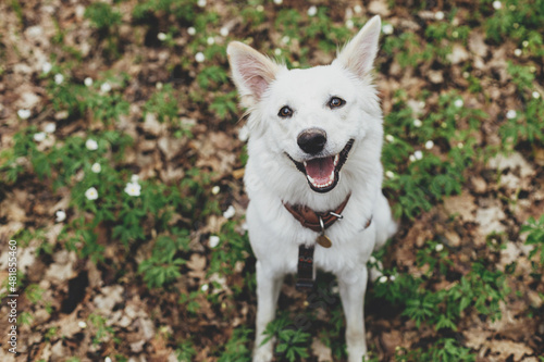 Adorable happy white dog sitting among beautiful blooming wood anemones in spring forest. Portrait of cute swiss shepherd young dog smiling in spring woods. Hiking with pet