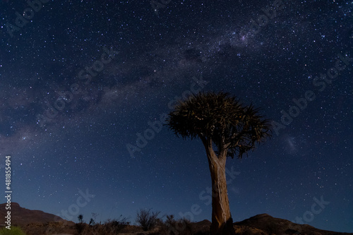 Milky Way over quiver tree