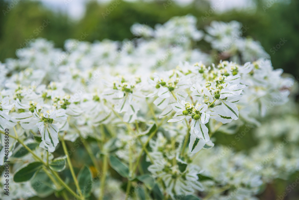 Beautiful blooming white spurge or euphorbia flowers in summer garden Beautiful blooming white spurge or euphorbia flowers in summer garden