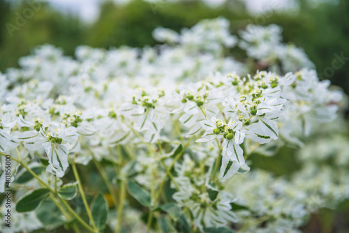 Beautiful blooming white spurge or euphorbia flowers in summer garden