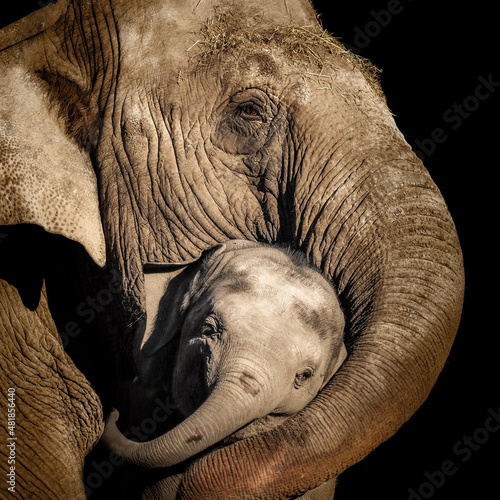 A mother's love in colour