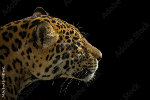 Portrait of a Leopard