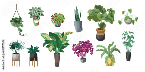 Different plants in pots flat vector illustrations set. Indoor flowers in planters, flowerpots or vases with houseplants: begonia, alocasia isolated on white background. Nature, urban jungle concept