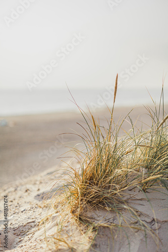 Fototapeta Naklejka Na Ścianę i Meble -  dunes with grass against ocean