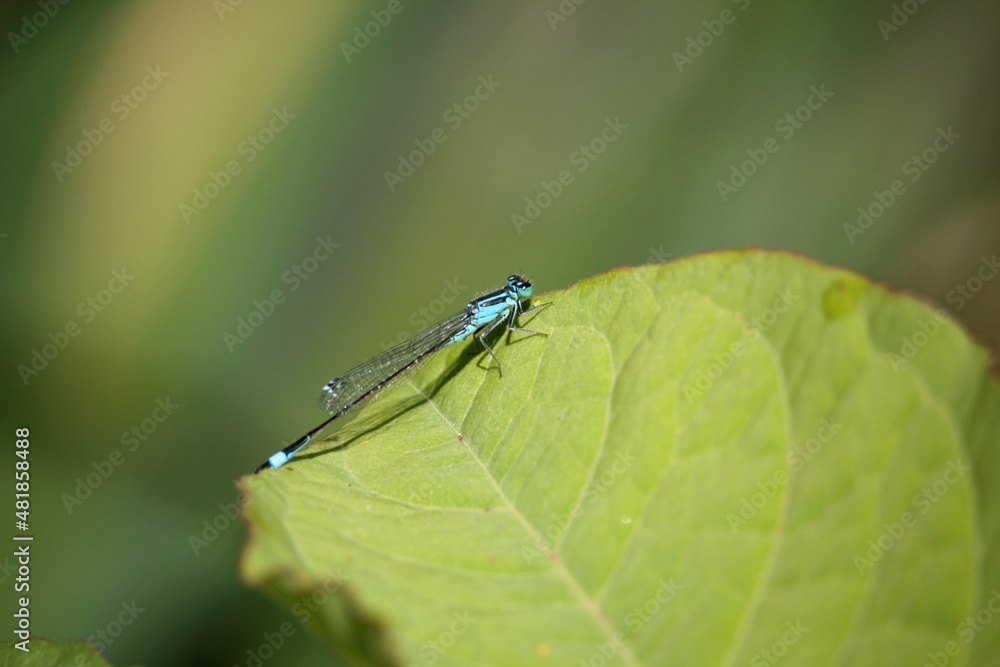 agrion élégant agrion élégant