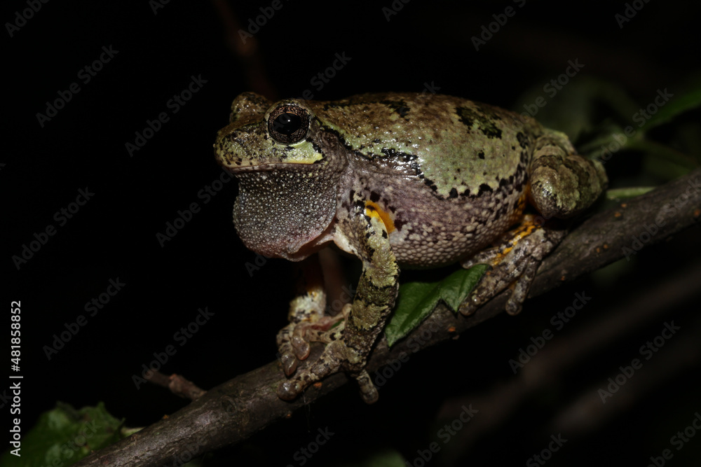 Male gray treefrog (Hyla versicolor) resting on a branch between bouts of calling. His vocal sack is deflated. Male gray treefrog (Hyla versicolor) resting on a branch between bouts of calling. His vocal sack is deflated.