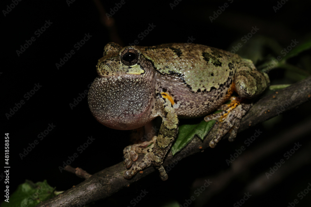 Profile of a singing male gray treefrog (Hyla versicolor) sitting on a branch with its vocal sac inflated. Profile of a singing male gray treefrog (Hyla versicolor) sitting on a branch with its vocal sac inflated.