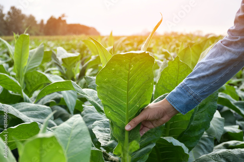 Tobacco gardener is checking the qualily of young tobacco leaves by using hands to touch the leaf in his tobacco garden in the afternoon of the day. Soft and selective focus. photo