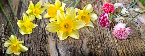 Daffodil and carnation, spring flowers on rustic wooden background