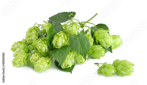 Hops, with leaves, isolated on a white background.
