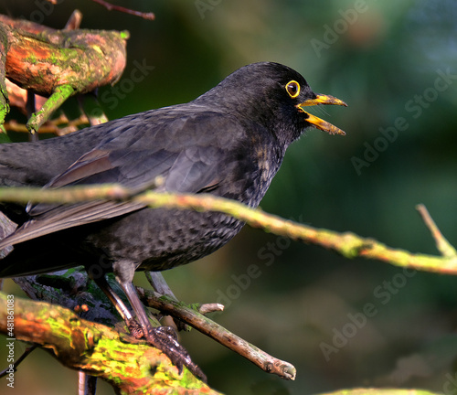 The common blackbird is a species of true thrush. It is also called the Eurasian blackbird, or simply the blackbird where this does not lead to confusion with a similar-looking local species,