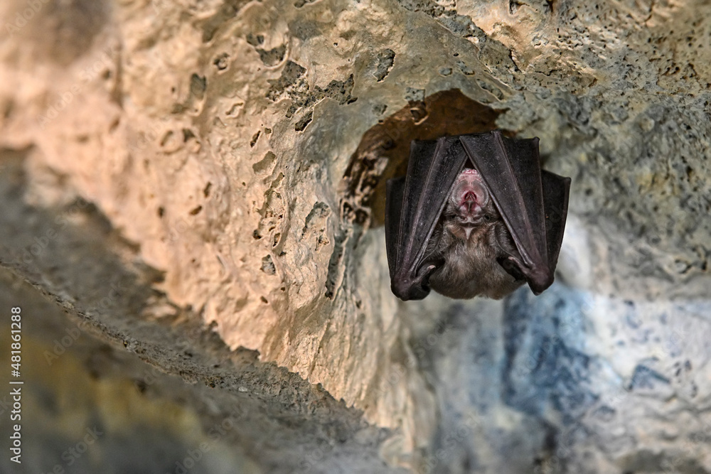 The lesser horseshoe bat is the smallest species of the genus