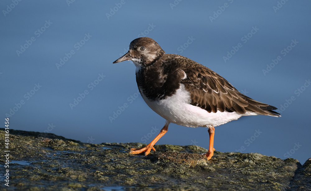 Turnstones are two bird species that comprise the genus Arenaria in the family Scolopacidae. They are closely related to calidrid sandpipers and might be considered members of the tribe Calidriini. Turnstones are two bird species that comprise the genus Arenaria in the family Scolopacidae. They are closely related to calidrid sandpipers and might be considered members of the tribe Calidriini.