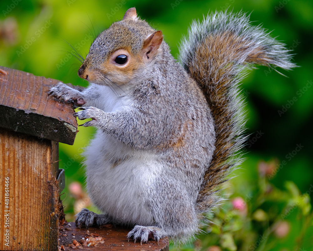 The eastern gray squirrel, also known as simply the grey squirrel, is a tree squirrel in the genus Sciurus. It is native to eastern North America.